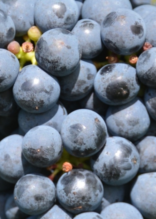 Cabernet Carol ANT 5362b